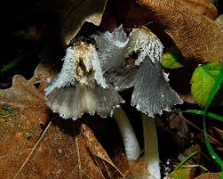 Image result for Coprinus lagopus