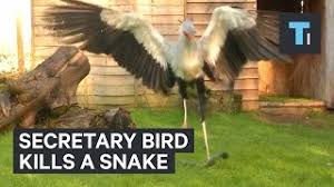 Beautiful big secretary bird in natural habitat. Secretary Bird Kills A Snake Youtube