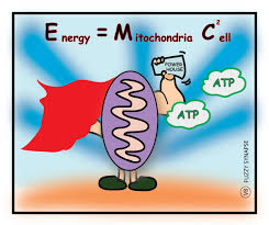 Vinita Bharat On Twitter This Fuzzysynapse Illustration Is Dedicated To Highlight The Importance Of The Powerhouse Of The Cell Mitochondria It Generates Atp Which Is The Energy Currency Of The Cell Https T Co Vpamakq7px Learn what is mitochondria, structure & function. cell mitochondria it generates atp
