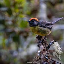 Image result for Entephria polata