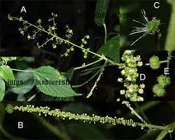 Image result for Acalypha racemosa