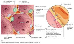 Abm is a shorter form of alveolar basement membrane. Ch22 Alveoli