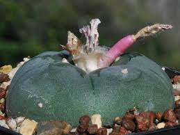 Can i microdose with peyote? 13 Lophophora Ideas Succulents Cacti And Succulents Cactus