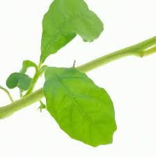 Image result for Tragia hildebrandtii