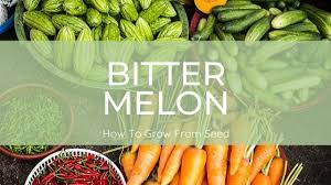 Maybe you would like to learn more about one of these? How To Grow Bitter Melon Misfit Gardening