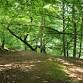 Guided Woodland Walk event image