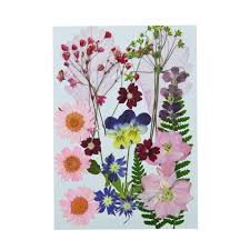 Pressed flowers can be used to personalize any decor or gift. Uokwiwi Real Dried Pressed Flowers Assorted Colorful Daisies Leaves Hydrangeas For Art Craft Diy 1 Pack Size 3 Buy Online In Antigua And Barbuda At Antigua Desertcart Com Productid 109377138