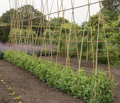 But, overall, it's going to take between 60 and 70 days for your peas to grow to maturity. How To Grow Sweet Peas Thompson Morgan