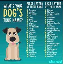 Pin On All Things Dog