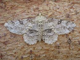 Image result for Entephria polata