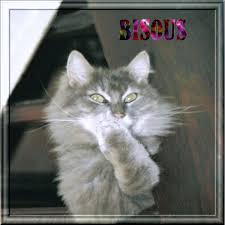 Résultat de recherche d'images pour "gif nuit magique de chats"