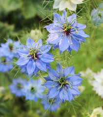 Le bacche e il loro succo, fresco o fermentato, sono usati per produrre inchiostri che, a seconda della specie, delle condizioni della pianta e della ricetta, possono apparire blu, blu/nero, marrone, lilla, rosso. 9 Nomi Di Fiori Azzurri Bellissimi Per Primavera Ed Estate