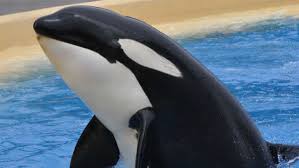 Resultado de imagen de imagenes de loro parque