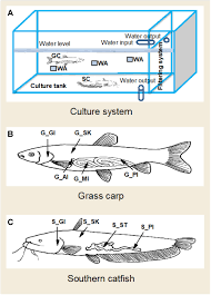 Maybe you would like to learn more about one of these? Frontiers Microbiome Of Co Cultured Fish Exhibits Host Selection And Niche Differentiation At The Organ Scale Microbiology