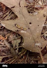 Image result for Pterygota