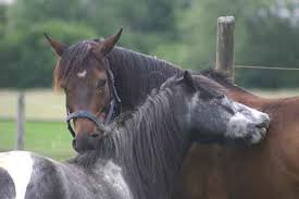 Ab wann hat ein hund fieber? Impfungen Pferd