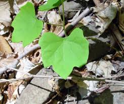 Image result for Menispermaceae