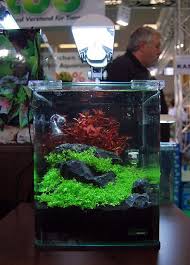 Aquascaping Nano Aquarium Aquascape Planted Aquarium