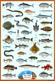 Fish Sea Prints Allposters Co Uk Sea Fish Salt Water Fishing Deep Sea Fishing