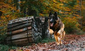 Old fashioned german shepherd puppies for sale, giant german shepherds, giant german. How To Tell A Purebred German Shepherd 5 Ways To Identify A German Shepherd