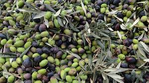 Image result for images olive gethsemane christ