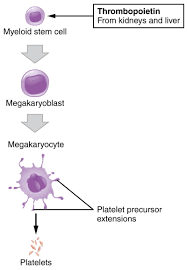 Platelet In 2021 Platelets Anatomy And Physiology Physiology