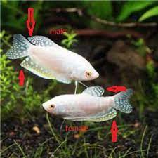 As their name indicates the neon blue dwarf gourami is a smaller version of the standard gourami, thus they tend to grow to about 2 inches in length or about half of the size of a standard gourami species. Dwarf Gourami Female Or Male Aquarium Advice Aquarium Forum Community