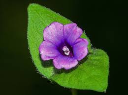 Image result for Ipomoea sinensis