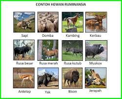 Apa Itu Hewan Ruminansia Berikan Contohnya Daftarhewan Com
