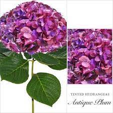 Hydrangea Plum Antique Purple Airbrushed Bulk Flowers Online Hydrangea Purple Hydrangea
