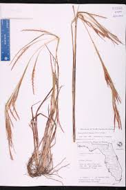 Image result for Coelorachis