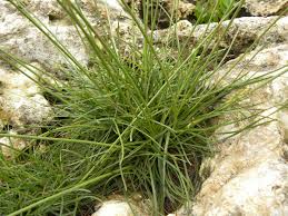 Image result for Fimbristylis