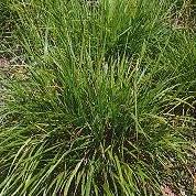 Image result for Acroceras macrum