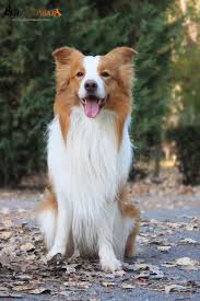 Welcome To Autumn Ee Red Border Collie Diamond Of Whitecastle Elvis Lobo Collie Puppies Collie Kopek