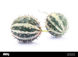 Image result for Cucumis myriocarpus