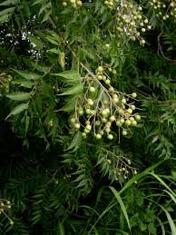 Image result for Sapindus saponaria