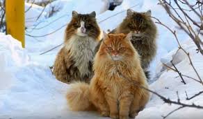 Learn more about this large cat breed's health and history. Siberian Cats Cute Forest Hunters Prettylitter