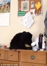 Groove drawer runner short drawer runners that fit into a 17mm groove. Bad Kitty After Dogshaming Craze Cats Called Out By Owners For Knocking Things Off Tables In Hilarious Videos Daily Mail Online