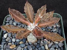 Image result for Euphorbia transvaalensis