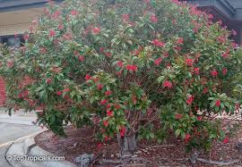Image result for Jatropha campestris