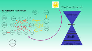 Food web amazon rainforest awesome animals prey predators direct indirect. The Amazon Rainforest Food Web By Megan Buxton