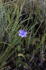 Image result for Disperis concinna