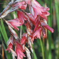 Image result for Dierama cupuliflorum