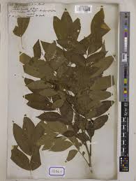 Image result for Ekebergia benguelensis