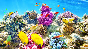 No Longer In The Pink How To Save The Worlds Coral Reefs