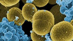 تعر فوا إلى أشد أنواع البكتيريا المقاومة للمضادات الحيوية cnn arabic