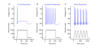 Subcellular Pathways Through Vglut3-Expressing Mouse Amacrine Cells Provide  Locally Tuned Object-Motion-Selective Signals In The Retina | Nature  Communications
