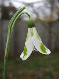 Judy S Snowdrops Plicatus Phil Cornish Plants Winter Garden White Flowers