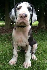 Vom Hause Faith European Great Danes Home Great Dane Dogs Great Dane Very Cute Dogs