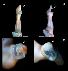 Image result for Neorautanenia ficifolia